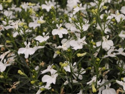 Dizajn bez názvu(240)