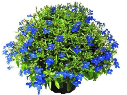 Dizajn bez názvu(236)