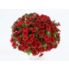 Letničky a balkónové kvety Minipetúnia Million Bells Colibri Bright Red
