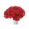 Letničky a balkónové kvety Petúnia 'Capella Ruby Red'