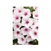 Letničky a balkónové kvety Petúnia Supertunia Vista Silverberry(3)
