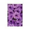 Letničky a balkónové kvety Petúnia Supertunia Vista Mini Vista Blue(2)