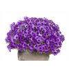 Letničky a balkónové kvety Petúnia Supertunia Vista Mini Vista Blue(1)