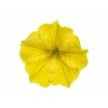Letničky a balkónové kvety Petúnia Supertunia Vista Mini Vista Yellow(1)