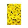 Letničky a balkónové kvety Petúnia Supertunia Vista Mini Vista Yellow(2)