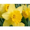 Cibuľoviny Narcis Carlton(1)