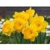 Cibuľoviny Narcis Carlton