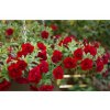 Letničky a balkónové kvety Minipetúnia Million Bells Superbells Double Ruby(2)