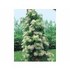 Popínavé rastliny Hortenzia popínavá Petiolaris 50 60 cm(8)