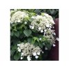 Popínavé rastliny Hortenzia popínavá Petiolaris 50 60 cm(5)