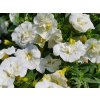 Letničky a balkónové kvety Minipetúnia Million Bells Unique Double White(2)