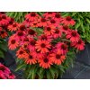 Trvalky Echinacea purpurová SunMagic Vintage Ruby(3)