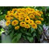 Trvalky Rudbekia Littlebeckia Ballerina(2)