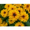 Trvalky Rudbekia Littlebeckia Ballerina(4)
