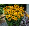 Trvalky Rudbekia Littlebeckia Ballerina(3)
