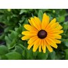 Trvalky Rudbekia Sunbeckia Maya(5)