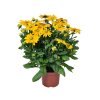 Trvalky Rudbekia Sunbeckia Ophelia(6)