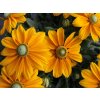 Trvalky Rudbekia Sunbeckia Ophelia(9)