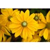 Trvalky Rudbekia Sunbeckia Ophelia(5)