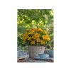 Trvalky Rudbekia Sunbeckia Ophelia(3)