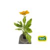 Trvalky Rudbekia Sunbeckia Ophelia(1)
