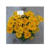 Trvalky Rudbekia Sunbeckia Ophelia(7)
