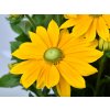 Trvalky Rudbekia Sunbeckia Ophelia(8)