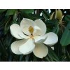Magnólia veľkokvetá Gallissoniensis na 200-220cm kmeni, v. 280-320cm, obv. kmeňa 6-8cm,C25