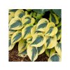 Hosta Autumn Frost