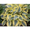 Hosta Autumn Frost