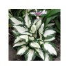 Trvalky Hosta Fire and Ice(4)