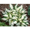 Trvalky Hosta Fire and Ice(1)