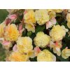 Letničky a balkónové kvety Begónia 'Sweet Spice Yellow'(2)