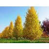 Okrasné stromy Ginko dvojlaločné Fastigiata Blagon 140 180 cm(1)