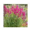 Dráčik Andenken an Frederik Hahn - Penstemon, kont. 1 l