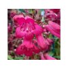 Dráčik Andenken an Frederik Hahn - Penstemon, kont. 1 l