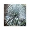 Juka rostrata Sapphire Skies - Yucca, kont. 2 l