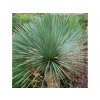 Juka rostrata Sapphire Skies - Yucca, kont. 2 l