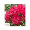Okrasné kry Rododendron 'Nova Zembla'(2)