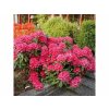 Okrasné kry Rododendron 'Nova Zembla'(4)
