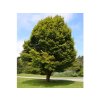 Okrasné stromy Hrab obyčajný 40 70cm(3)