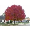 Okrasné stromy Javor tatársky Ginnala