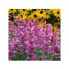 Agastache Rosie Posie