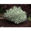Trvalky Euphorbia Silver Swan(1)