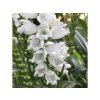 Trvalky Physostegia Miss Manners(2)