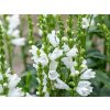 Trvalky Physostegia Miss Manners(5)