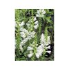 Trvalky Physostegia Miss Manners(3)