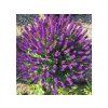 Trvalky ducplant(114)