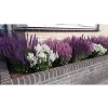 Šalvia hájna Sensation White - Salvia nemorosa, kont. 0,5 l