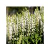 Šalvia hájna Sensation White - Salvia nemorosa, kont. 0,5 l